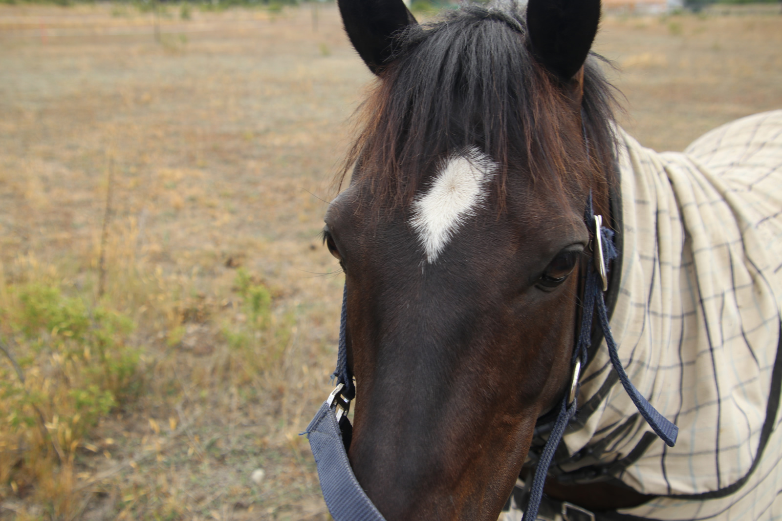 2017 12 16 Omarama 1299